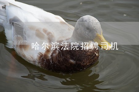 哈尔滨法院招聘司机 哈尔滨法院招聘司机