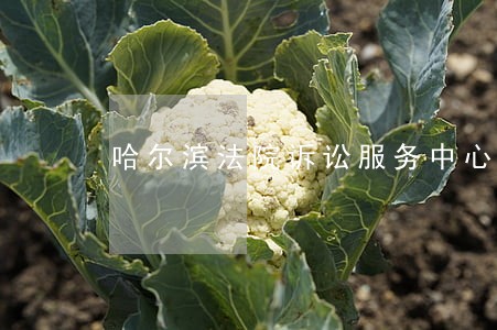 哈尔滨法院诉讼服务中心地址电话
