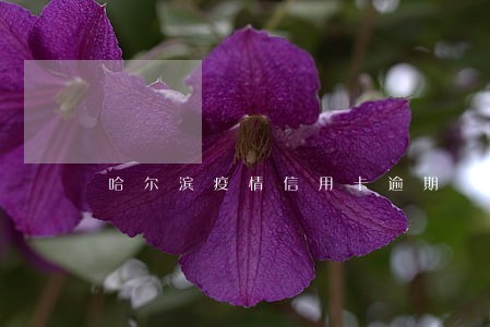 哈尔滨疫情信用卡逾期