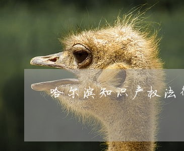 哈尔滨知识产权法律咨询