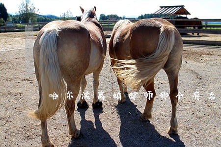 哈尔滨离婚律师哪个有名 哈尔滨离婚律师哪个有名