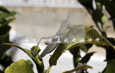 哈尔滨著名的婚姻律师 哈尔滨著名的婚姻律师