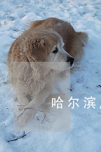 哈尔滨虚假广告罪律师委托收费 哈尔滨虚假广告罪律师委托收费
