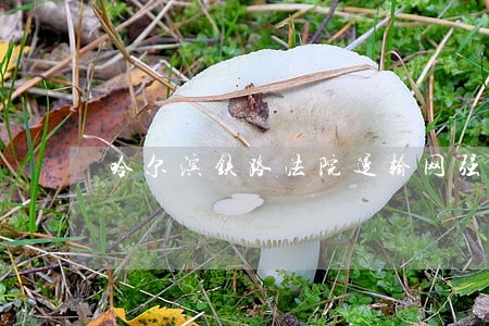 哈尔滨铁路法院运输网强迫劳动案 哈尔滨铁路法院运输网强迫劳动案