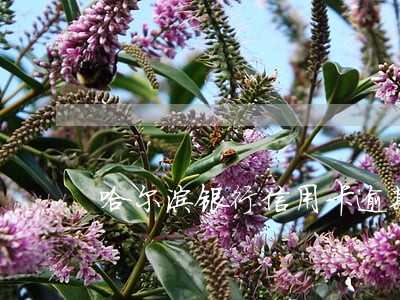 哈尔滨银行信用卡逾期了 哈尔滨银行信用卡逾期了