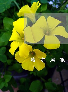 哈尔滨银行贷款逾期一天后果 哈尔滨银行贷款逾期一天后果