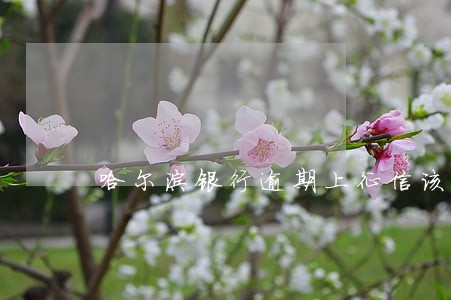 哈尔滨银行逾期上征信该怎么还 哈尔滨银行逾期上征信该怎么还