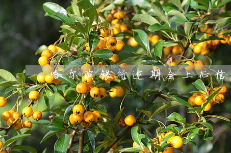 哈尔滨银行逾期会上征信嘛 哈尔滨银行逾期会上征信嘛