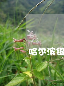 哈尔滨银行逾期办理分期 哈尔滨银行逾期办理分期