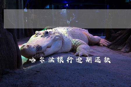 哈尔滨银行逾期还款 哈尔滨银行逾期还款