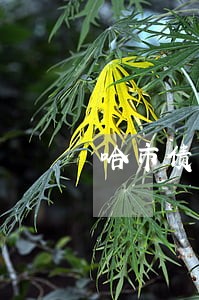 哈市债务纠纷的律师 哈市债务纠纷的律师