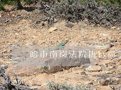 哈市南岗法院执行局王钒 哈市南岗法院执行局王钒