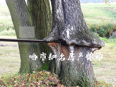 哈市知名房产律师 哈市知名房产律师