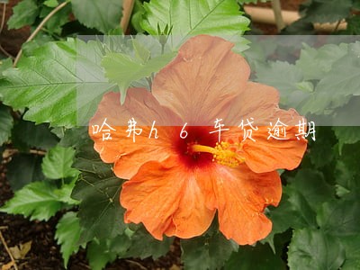 哈弗h6车贷逾期 哈弗h6车贷逾期