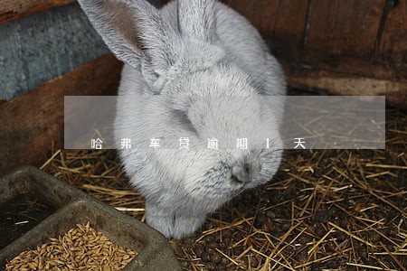 哈弗车贷逾期1天 哈弗车贷逾期1天