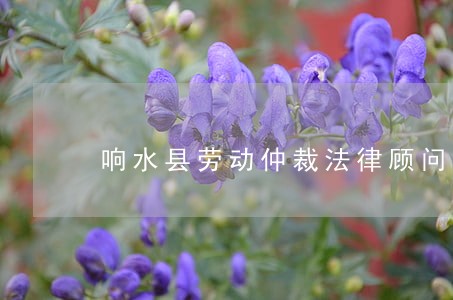 响水县劳动仲裁法律顾问