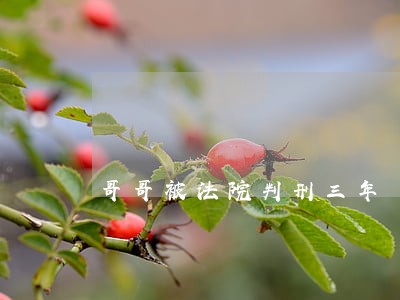 哥哥被法院判刑三年 哥哥被法院判刑三年