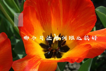 哪个司法培训班比较好 哪个司法培训班比较好