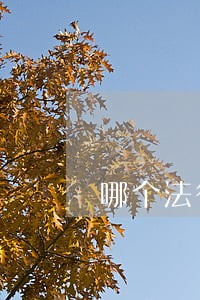 哪个法律咨询比较好 哪个法律咨询比较好