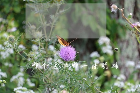 哪个法律哪一条明确 哪个法律哪一条明确