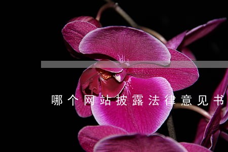 哪个网站披露法律意见书