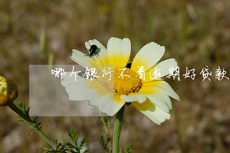 哪个银行不看逾期好贷款 哪个银行不看逾期好贷款