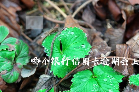 哪个银行信用卡逾期会上征信吗 哪个银行信用卡逾期会上征信吗