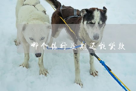 哪个银行逾期还能贷款 哪个银行逾期还能贷款