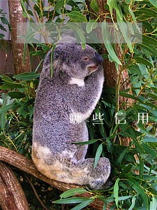 哪些信用卡会因为网贷逾期停卡 哪些信用卡会因为网贷逾期停卡