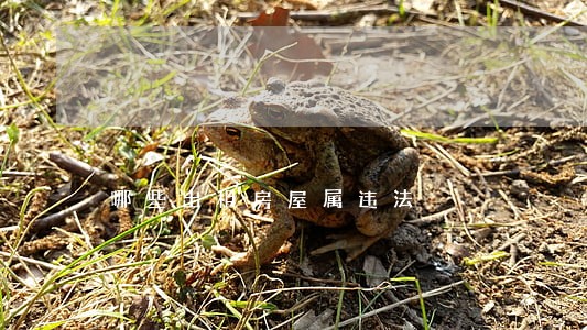 哪些出租房屋属违法 哪些出租房屋属违法
