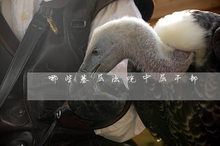 哪些基层法院中层干部 哪些基层法院中层干部