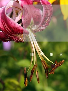 哪些拍卖公司是违法的 哪些拍卖公司是违法的