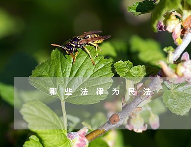 哪些法律为民法 哪些法律为民法