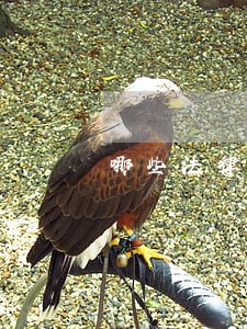 哪些法律必须先复议再诉讼的