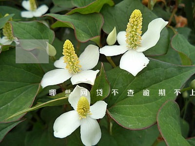 哪些网贷不查逾期不上征信 哪些网贷不查逾期不上征信