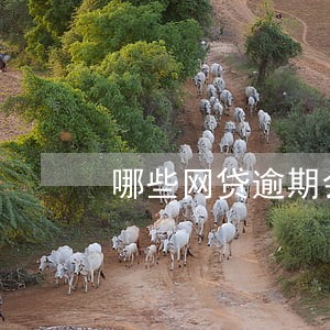 哪些网贷逾期会坐牢 哪些网贷逾期会坐牢