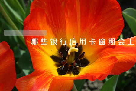 哪些银行信用卡逾期会上门催收