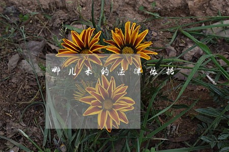 哪儿来的法律依据