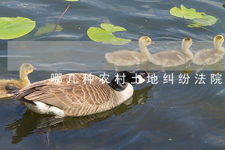 哪几种农村土地纠纷法院不会受理 哪几种农村土地纠纷法院不会受理