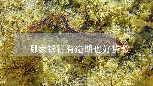 哪家银行有逾期也好贷款 哪家银行有逾期也好贷款