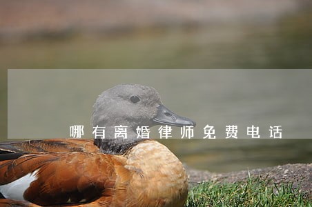 哪有离婚律师免费电话 哪有离婚律师免费电话