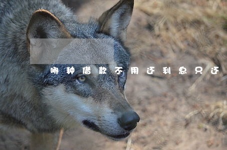 哪种借款不用还利息只还本金 哪种借款不用还利息只还本金