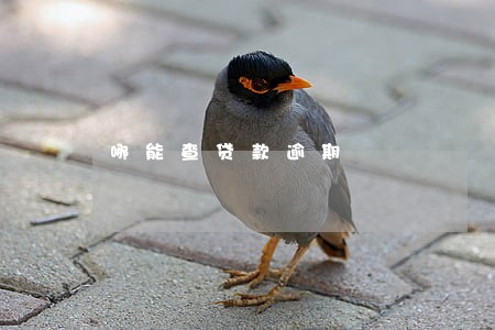 哪能查贷款逾期 哪能查贷款逾期