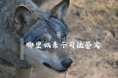 哪里做亲子司法鉴定 哪里做亲子司法鉴定