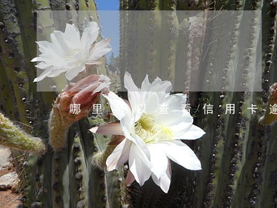哪里可以查看信用卡逾期 哪里可以查看信用卡逾期