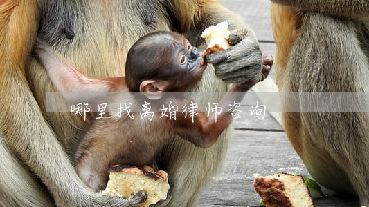 哪里找离婚律师咨询 哪里找离婚律师咨询