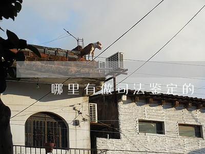 哪里有做司法鉴定的 哪里有做司法鉴定的