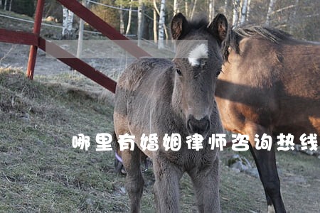 哪里有婚姻律师咨询热线 哪里有婚姻律师咨询热线