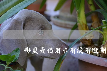 哪里查信用卡有没有逾期 哪里查信用卡有没有逾期