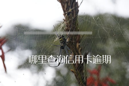 哪里查询信用卡逾期 哪里查询信用卡逾期